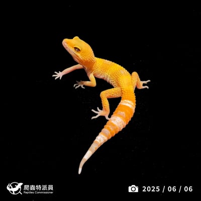 豹紋守宮．日焰（編號 345）1