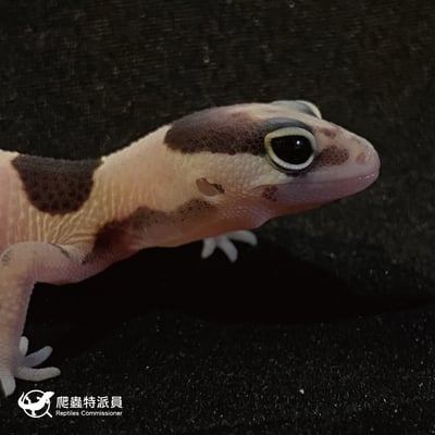 肥尾守宮．立可白（編號 46）4