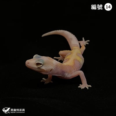 豹紋守宮．WY 川白（編號 14）1