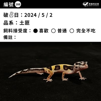 豹紋守宮．土匪（編號 166）3