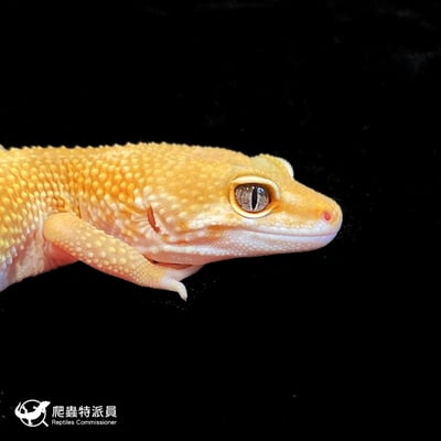 豹紋守宮．橘化／成體（編號 169）4