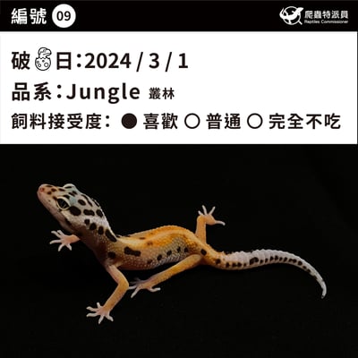 豹紋守宮．叢林（編號 9）3