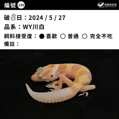 豹紋守宮．WY川白（編號 159）3