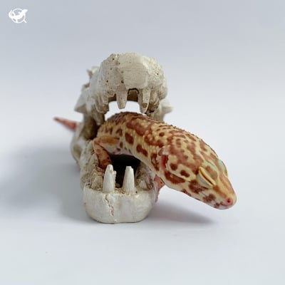 鱷魚頭骨躲避屋4