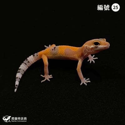 豹紋守宮．橘化（編號 25）1