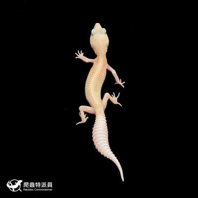 豹紋守宮．WY 直線川白雪花（編號 395）2