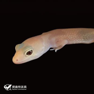 肥尾守宮．橘白祖魯 h 焦糖（編號 34）5