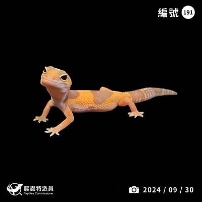 肥尾守宮．直線橘白（編號 191）1