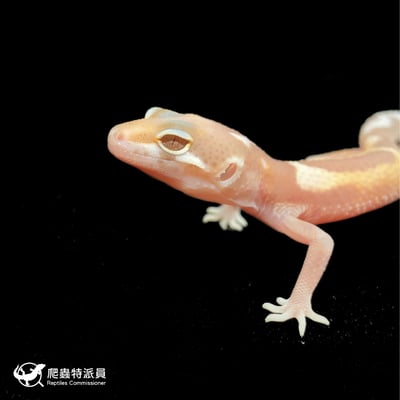 豹紋守宮．川白雪花（編號 68）5