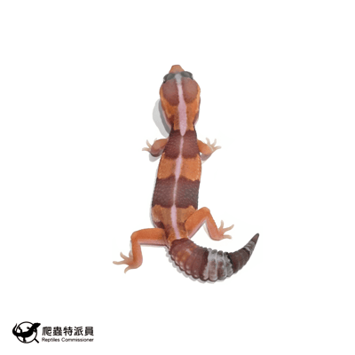 肥尾守宮．橘白（編號 487）1