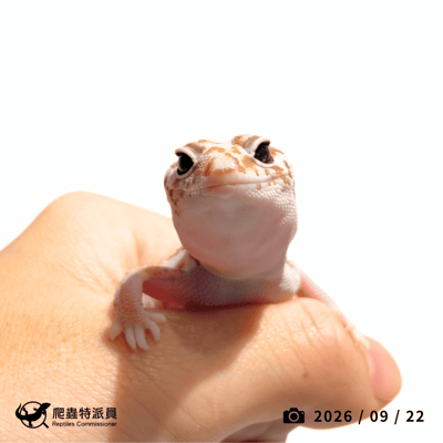 肥尾守宮．立可白橘白（編號 469）2