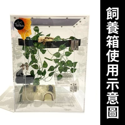 樹棲守宮攀爬棒2