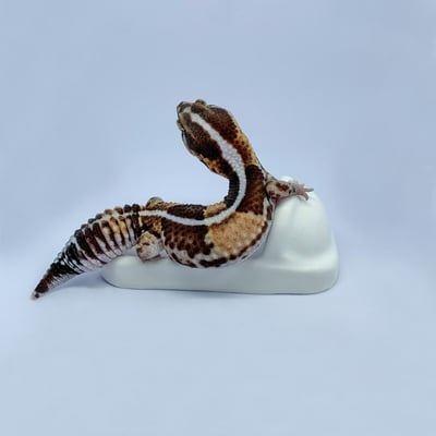 爬蟲馬桶／便盆5