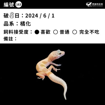 豹紋守宮．橘化（編號 163）3