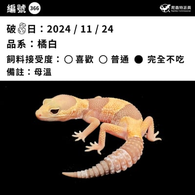 肥尾守宮．橘白（編號 366）3