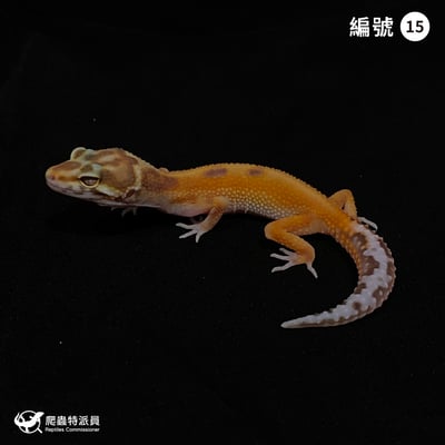 豹紋守宮．貝爾叢林（編號 15）1