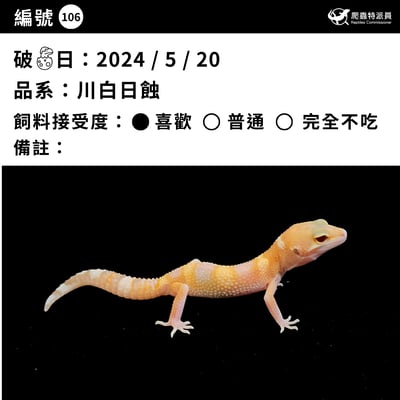 豹紋守宮．川普白化（編號 106）3