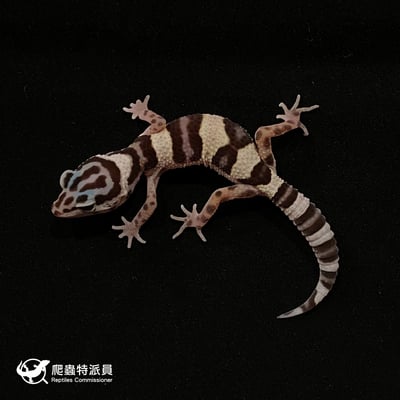 豹紋守宮．雪花（編號 29）2