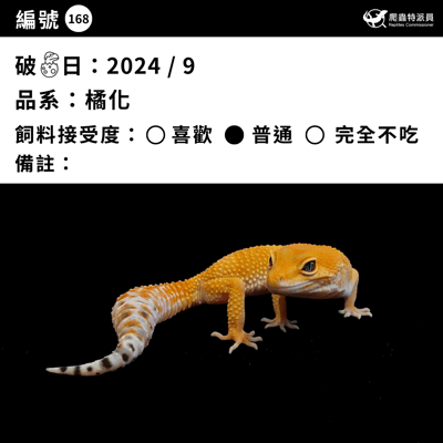 豹紋守宮．橘化／成體（編號 168）3