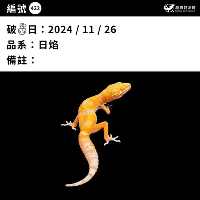 豹紋守宮．日焰（編號 423）3