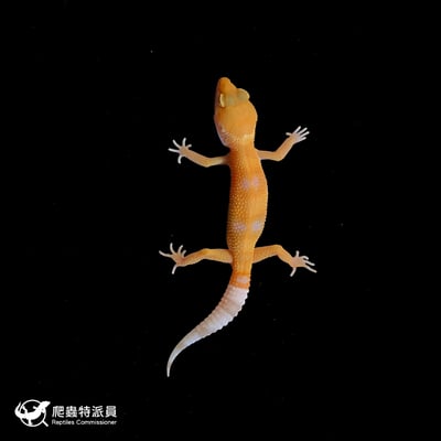 豹紋守宮．日焰（編號 210）2