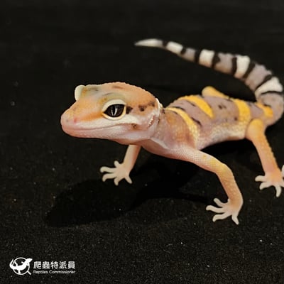 豹紋守宮．高黃（編號 118）5