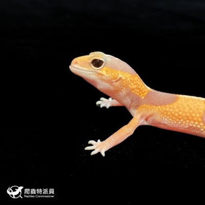 肥尾守宮．直線橘白（編號 191）5