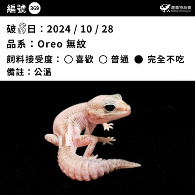 肥尾守宮．Oreo 無紋（編號 369）3