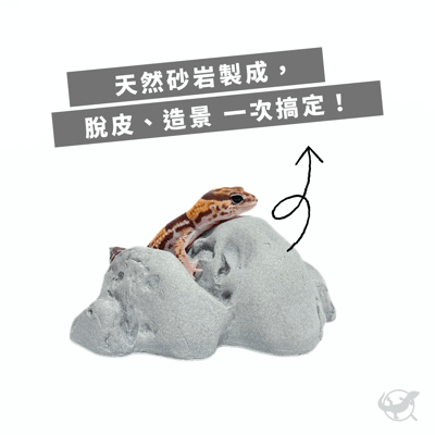 爬蟲岩石擺設2