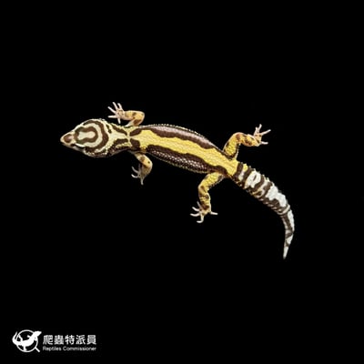 豹紋守宮．土匪（編號 310）2