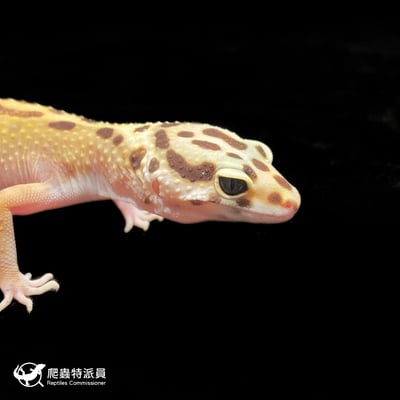 豹紋守宮．高黃（編號 317）4