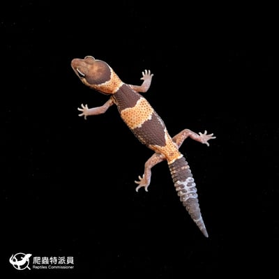 肥尾守宮．普肥 h 橘白無紋（編號 186）2