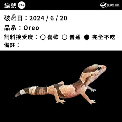 肥尾守宮．Oreo（編號 242）3