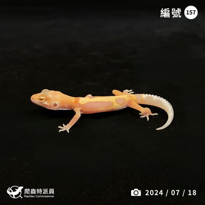 豹紋守宮．WY川白（編號 157）1