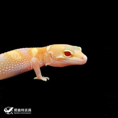 豹紋守宮．川普白化（編號 106）4