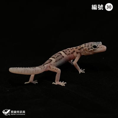 豹紋守宮．雪花叢林（編號 30）1