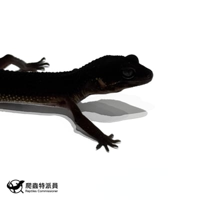 豹紋守宮．黑夜（編號 312）4