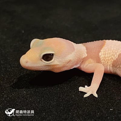 肥尾守宮．橘白 h 焦糖（編號 43）5