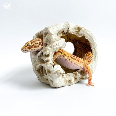 仿真骷顱頭躲避屋3