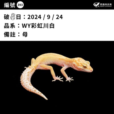 豹紋守宮．WY 彩虹川白（編號 393）3