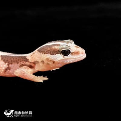 肥尾守宮．Oreo（編號 143）4