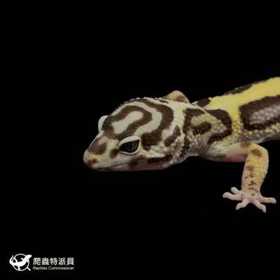 豹紋守宮．土匪（編號 310）5