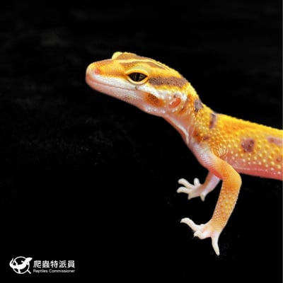 豹紋守宮．直線橘化（編號 427）5