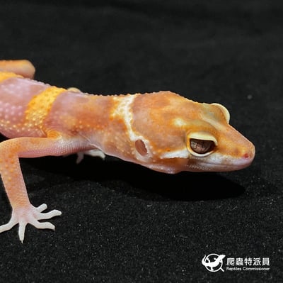 豹紋守宮．貝爾白化（編號 6）4