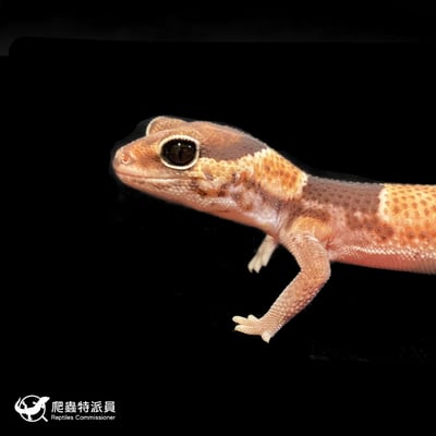 肥尾守宮．普肥 h 橘白無紋（編號 186）5