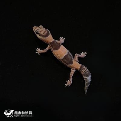 肥尾守宮．普肥 h 奧立奧無紋（編號 181）2