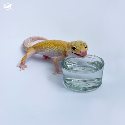 爬蟲玻璃水杯／鈣粉杯1