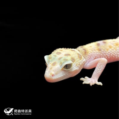 豹紋守宮．WY 雪花（編號 389）5