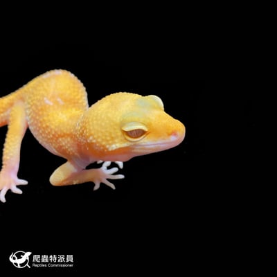 豹紋守宮．日焰（編號 59 ）4