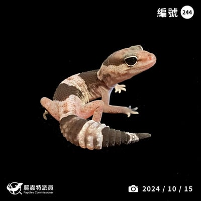 肥尾守宮．Oreo（編號 244）1